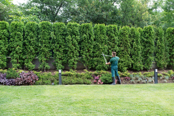 Lawn Maintenance Plans in Fairfield, CA